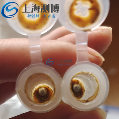 測(cè)博冷凍研磨儀對(duì)植物果實(shí)黑殼楠研磨實(shí)驗(yàn)案例