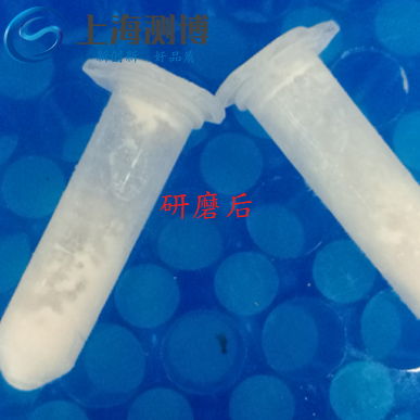 使用多樣品組織研磨儀研磨老鼠血管后是什么效果？