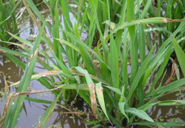 全自動(dòng)冷凍研磨儀能否滿足水稻葉片研磨實(shí)驗(yàn)需求？