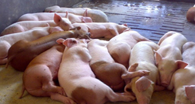 豬嚴重病毒性腹瀉蔓延采用多重熒光PCR快速診斷試劑盒有效嗎？